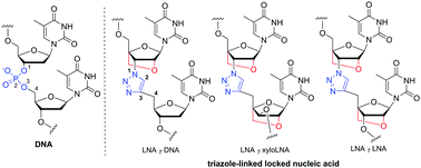 Graphical abstract: Synthesis and biological properties of triazole-linked locked nucleic acid