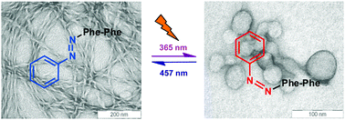 Graphical abstract: Modulating the Phe–Phe dipeptide aggregation landscape via covalent attachment of an azobenzene photoswitch
