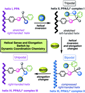 Graphical abstract: Multipodal dynamic coordination involving cation–π interactions to control the structure of helical polymers