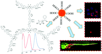 Graphical abstract: Highly fluorescent hyperbranched BODIPY-based conjugated polymer dots for cellular imaging