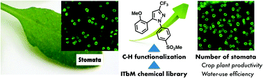 Graphical abstract: Discovery of synthetic small molecules that enhance the number of stomata: C–H functionalization chemistry for plant biology