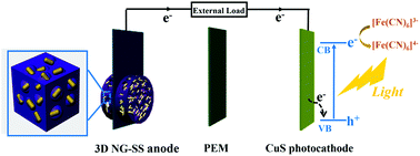 Graphical abstract: Visible-light-enhanced power generation in microbial fuel cells coupling with 3D nitrogen-doped graphene