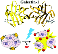 Graphical abstract: Change in the structure and function of lectin by photodissociation of NO