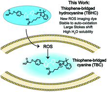 Graphical abstract: Thiophene bridged hydrocyanine – a new fluorogenic ROS probe