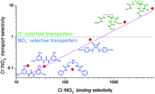 Graphical abstract: Dissecting the chloride–nitrate anion transport assay