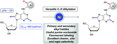 Graphical abstract: Nickel-catalyzed C–H activation of purine bases with alkyl halides