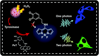 Graphical abstract: A BODIPY-based two-photon fluorescent probe validates tyrosinase activity in live cells