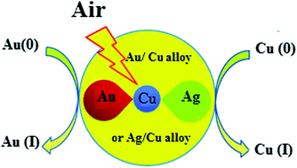 Graphical abstract: Prevention of aerobic oxidation of copper nanoparticles by anti-galvanic alloying: gold versus silver