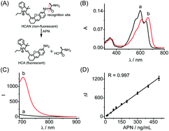 Graphical abstract: Design, synthesis and application of a near-infrared fluorescent probe for in vivo imaging of aminopeptidase N