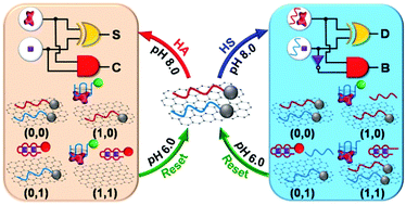 Graphical abstract: A quantum dot-labelled aptamer/graphene oxide system for the construction of a half-adder and half-subtractor with high resettability