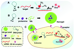 Graphical abstract: A cancer cell specific targeting nanocomplex for combination of mRNA-responsive photodynamic and chemo-therapy