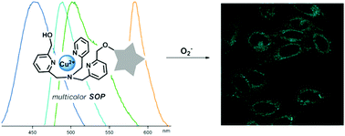 Graphical abstract: A modular trigger for the development of selective superoxide probes