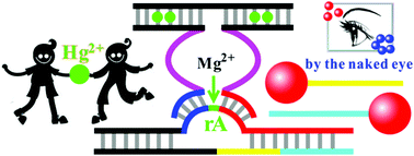 Graphical abstract: A naked-eye colorimetric sensor for Hg2+ monitoring with cascade signal amplification based on target-induced conjunction of split DNAzyme fragments