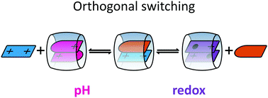 Graphical abstract: Orthogonal switching of self-sorting processes in a stimuli-responsive library of cucurbit[8]uril complexes