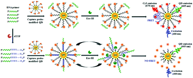 Graphical abstract: Single quantum dot-based nanosensor for rapid and sensitive detection of terminal deoxynucleotidyl transferase