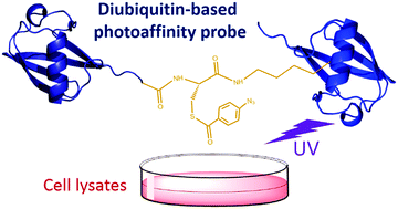 Graphical abstract: A diubiquitin-based photoaffinity probe for profiling K27-linkage targeting deubiquitinases