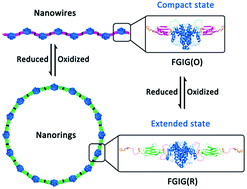 Graphical abstract: Dynamic protein self-assembly driven by host–guest chemistry and the folding–unfolding feature of a mutually exclusive protein