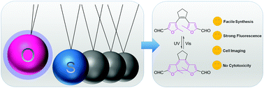 Graphical abstract: A photochromic prototype based on difurylperhydrocyclopentene with remarkable photoswitching behavior and in vivo application