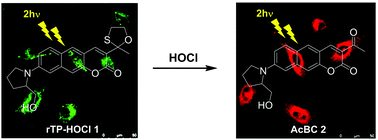 Graphical abstract: A two-photon fluorescent probe for ratiometric imaging of endogenous hypochlorous acid in live cells and tissues
