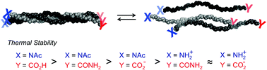 Graphical abstract: Effect of N- and C-terminal functional groups on the stability of collagen triple helices