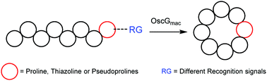 Graphical abstract: Cyclic peptide production using a macrocyclase with enhanced substrate promiscuity and relaxed recognition determinants