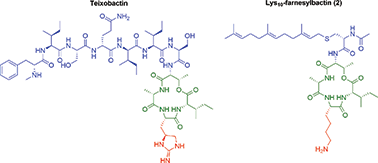 Graphical abstract: Lipopeptidomimetics derived from teixobactin have potent antibacterial activity against Staphylococcus aureus