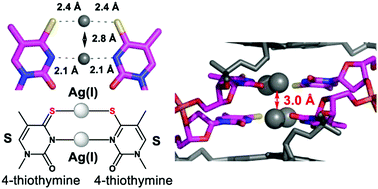 Graphical abstract: Crystal structure of a DNA duplex containing four Ag(i) ions in consecutive dinuclear Ag(i)-mediated base pairs: 4-thiothymine–2Ag(i)–4-thiothymine