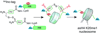 Graphical abstract: Controlling the supramolecular assembly of nucleosomes asymmetrically modified on H4