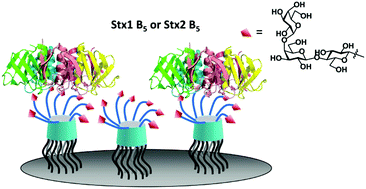 Graphical abstract: Clustering of PK-trisaccharides on amphiphilic cyclodextrin reveals unprecedented affinity for the Shiga-like toxin Stx2