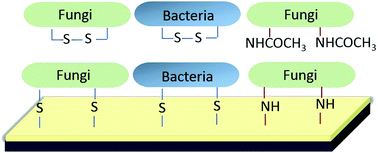 Graphical abstract: Microbial separation from a complex matrix by a hand-held microfluidic device