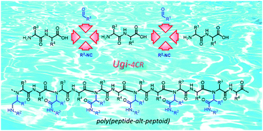 Graphical abstract: Unique alternating peptide–peptoid copolymers from dipeptides via a Ugi reaction in water