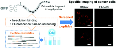 Graphical abstract: Rapid, sensitive, and in-solution screening of peptide probes for targeted imaging of live cancer cells based on peptide recognition-induced emission