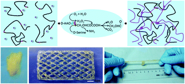 Graphical abstract: d-Serine enzymatic metabolism induced formation of a powder-remoldable PAAM–CS hydrogel