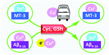 Graphical abstract: Cysteine and glutathione trigger the Cu–Zn swap between Cu(ii)-amyloid-β4-16 peptide and Zn7-metallothionein-3