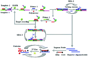 Graphical abstract: Highly sensitive detection of epidermal growth factor receptor in lung cancer cells by aptamer-based target-/probe-mediated cyclic signal amplification