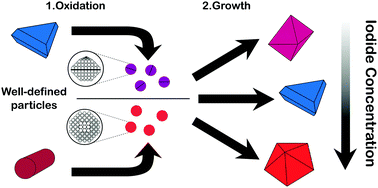 Graphical abstract: Disentangling the effect of seed size and crystal habit on gold nanoparticle seeded growth