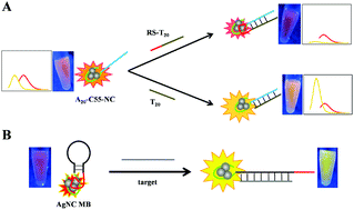 Graphical abstract: A new AgNC fluorescence regulation mechanism caused by coiled DNA and its applications in constructing molecular beacons with low background and large signal enhancement