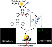 Graphical abstract: Visible light-driven photogeneration of hydrogen sulfide