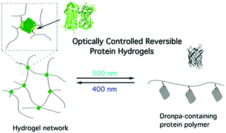 Graphical abstract: Optically controlled reversible protein hydrogels based on photoswitchable fluorescent protein Dronpa