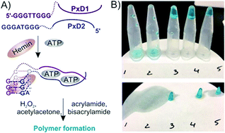 Graphical abstract: Liquid-to-gel transition for visual and tactile detection of biological analytes