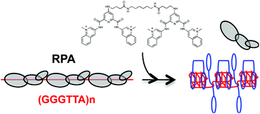 Graphical abstract: Binding properties of mono- and dimeric pyridine dicarboxamide ligands to human telomeric higher-order G-quadruplex structures