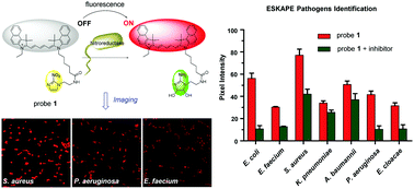 Graphical abstract: Real time detection of ESKAPE pathogens by a nitroreductase-triggered fluorescence turn-on probe