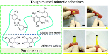 Graphical abstract: Mussel-mimetic hydrogels with defined cross-linkers achieved via controlled catechol dimerization exhibiting tough adhesion for wet biological tissues