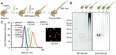 Graphical abstract: DNA-crowded enzyme complexes with enhanced activities and stabilities