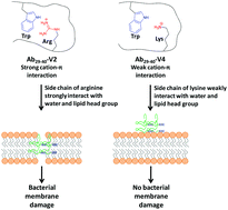 Graphical abstract: A short non-cytotoxic antimicrobial peptide designed from Aβ29-40 adopts a nanostructure and shows in vivo anti-endotoxin activity