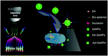 Graphical abstract: Aptamer-modified selenium nanoparticles for dark-field microscopy imaging of nucleolin