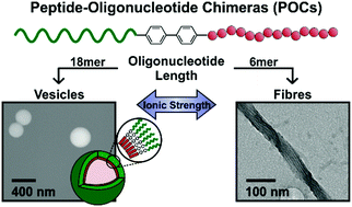 Graphical abstract: Triblock peptide–oligonucleotide chimeras (POCs): programmable biomolecules for the assembly of morphologically tunable and responsive hybrid materials