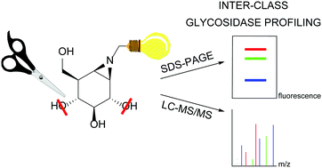 Graphical abstract: Towards broad spectrum activity-based glycosidase probes: synthesis and evaluation of deoxygenated cyclophellitol aziridines