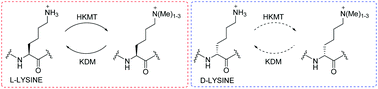 Graphical abstract: Investigating d-lysine stereochemistry for epigenetic methylation, demethylation and recognition