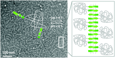 Graphical abstract: Folding induced supramolecular assembly into pH-responsive nanorods with a protein repellent shell